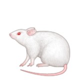 White mouse emoji