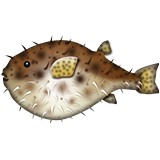 Brown blowfish emoji